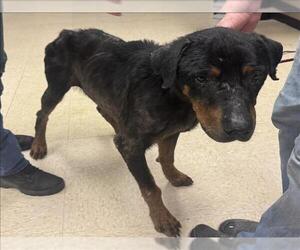 Rottweiler Dogs for adoption in Conroe, TX, USA