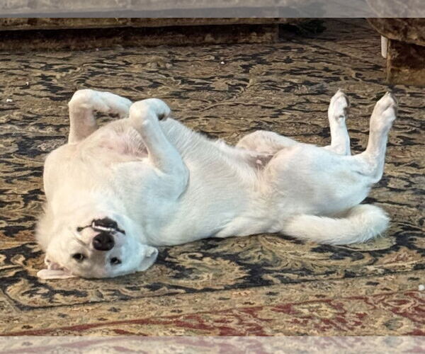 Medium Photo #15 Great Pyrenees-Unknown Mix Puppy For Sale in Dallas, TX, USA
