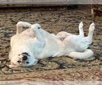 Small #14 Great Pyrenees Mix