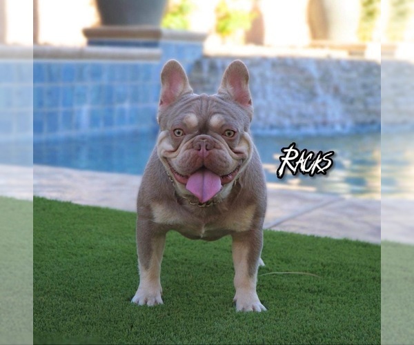 Medium Photo #1 French Bulldog Puppy For Sale in CROUSE, NC, USA