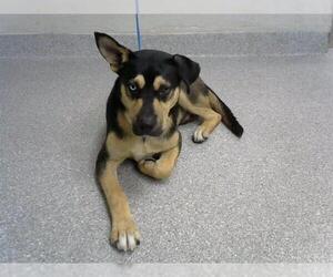 German Shepherd Dog-Unknown Mix Dogs for adoption in Pasadena, TX, USA