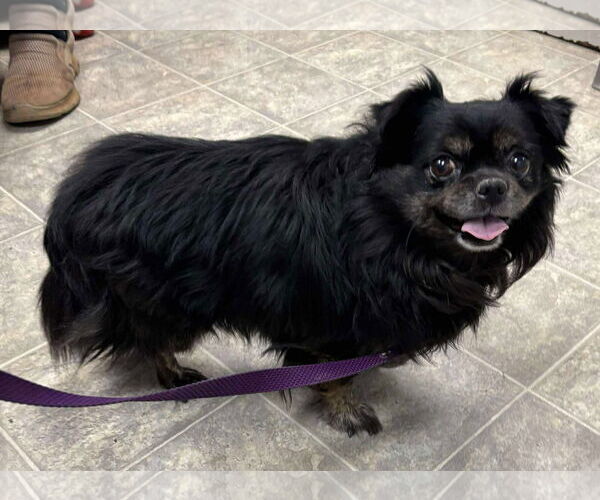 Medium Photo #2 Chihuahua-Tibetan Spaniel Mix Puppy For Sale in Rustburg, VA, USA