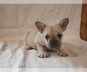 Olde Bulldog Puppy for sale in WOOSTER, OH, USA
