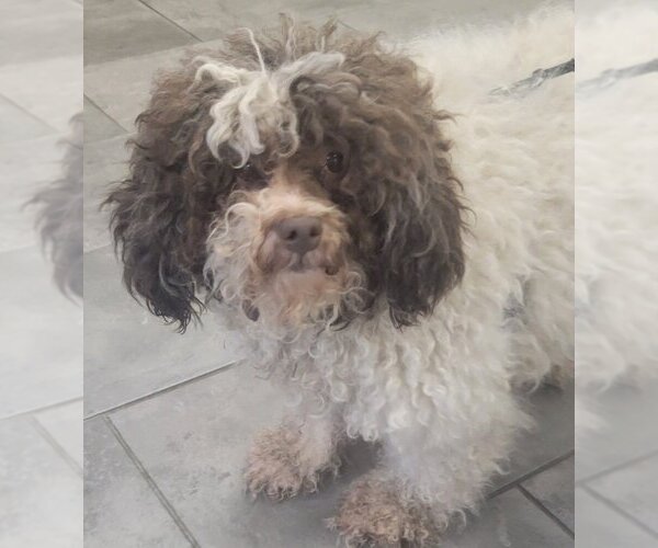 Medium Photo #4 Poodle (Miniature) Puppy For Sale in San Antonio, TX, USA