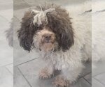 Small #3 Poodle (Miniature)