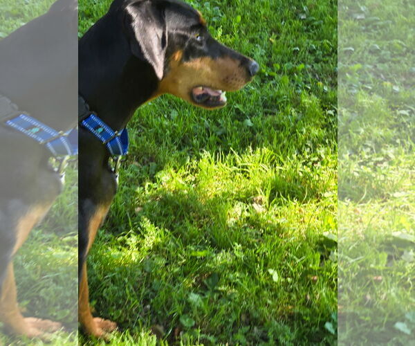 Medium Photo #6 Doberman Pinscher Puppy For Sale in Minneaoplis, MN, USA
