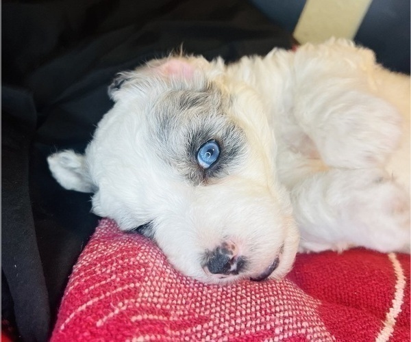 Medium Photo #80 Sheepadoodle Puppy For Sale in HUNTINGTON BEACH, CA, USA
