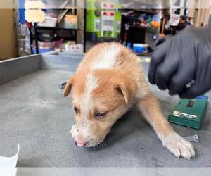 Mutt Dogs for adoption in Chula Vista, CA, USA