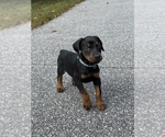 Small Photo #17 Doberman Pinscher Puppy For Sale in NEWTON, NC, USA