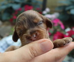 Small Photo #3 Cavapoo Puppy For Sale in THORP, WI, USA