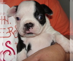 Puppy Kiki Boston Terrier