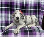 Small Photo #2 Great Dane Puppy For Sale in LAKELAND, FL, USA