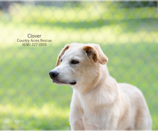 Medium Photo #2 Retriever -Unknown Mix Puppy For Sale in Manchester, MO, USA