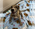 Small Catahoula Leopard Dog Mix