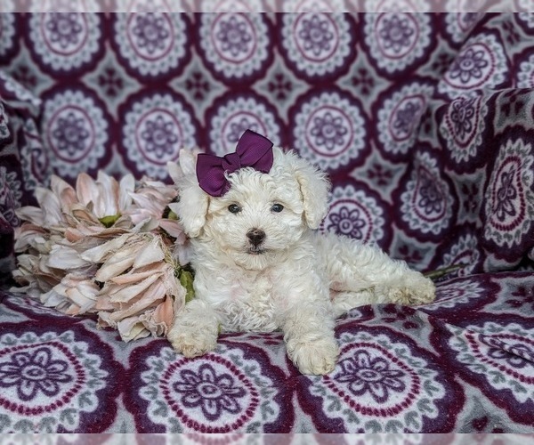 Medium Photo #5 Poodle (Toy) Puppy For Sale in NOTTINGHAM, PA, USA