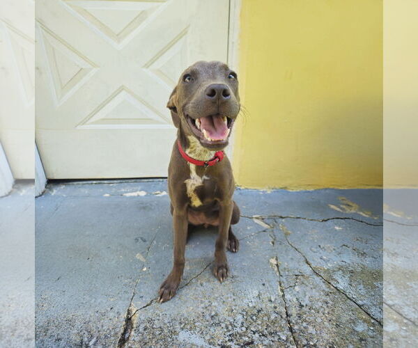 Medium Photo #2 Labrador Retriever-Unknown Mix Puppy For Sale in Miami, FL, USA
