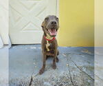 Small #1 Labrador Retriever Mix