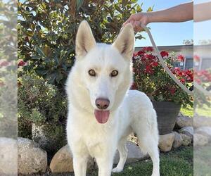 German Shepherd Dog Dogs for adoption in Camarillo, CA, USA