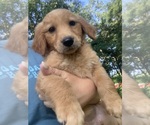 Image preview for Ad Listing. Nickname: Litter of 4