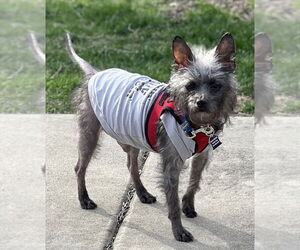 Cairn Terrier-Unknown Mix Dogs for adoption in Mundelein, IL, USA