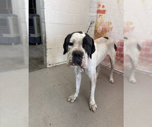 Mastiff-Unknown Mix Dogs for adoption in San Bernardino, CA, USA