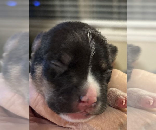 Medium Photo #2 Rat Terrier Puppy For Sale in SAVOY, TX, USA