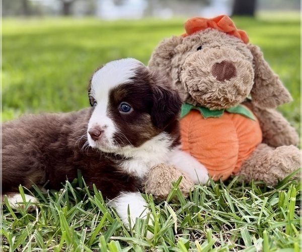 Medium Photo #21 Miniature Australian Shepherd Puppy For Sale in ANTHONY, FL, USA