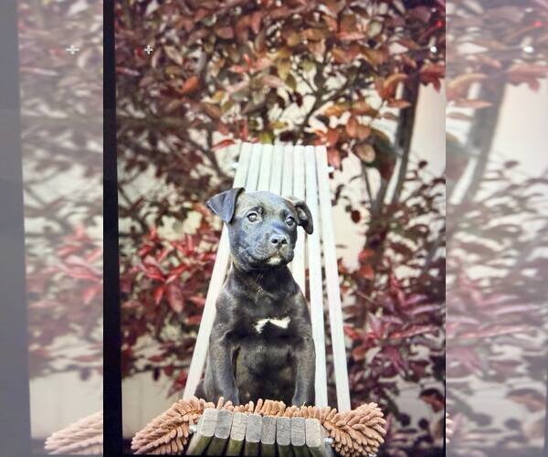 Medium Photo #3 Mutt Puppy For Sale in Sandy, UT, USA