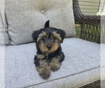 Small #7 Yorkshire Terrier