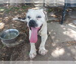 Small #1 American Pit Bull Terrier