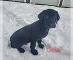 Small Photo #8 Labrador Retriever Puppy For Sale in CATO, NY, USA