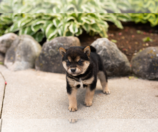 Medium Photo #3 Shiba Inu Puppy For Sale in MILLERSBURG, IN, USA
