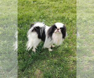 Japanese Chin Dogs for adoption in St. Louis Park, MN, USA
