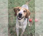 Small English Coonhound