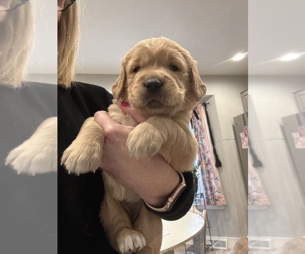 Medium Photo #1 Golden Retriever Puppy For Sale in GRAND RAPIDS, MI, USA