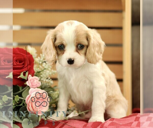 Medium Photo #4 Cavachon Puppy For Sale in BIRD IN HAND, PA, USA