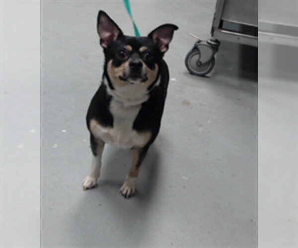 Medium Photo #1 Chihuahua-Unknown Mix Puppy For Sale in Fayetteville, NC, USA