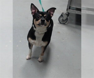 Chihuahua-Unknown Mix Dogs for adoption in Fayetteville, NC, USA