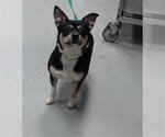 Small Chihuahua Mix