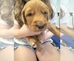 Puppy Puppy 1 Golden Retriever