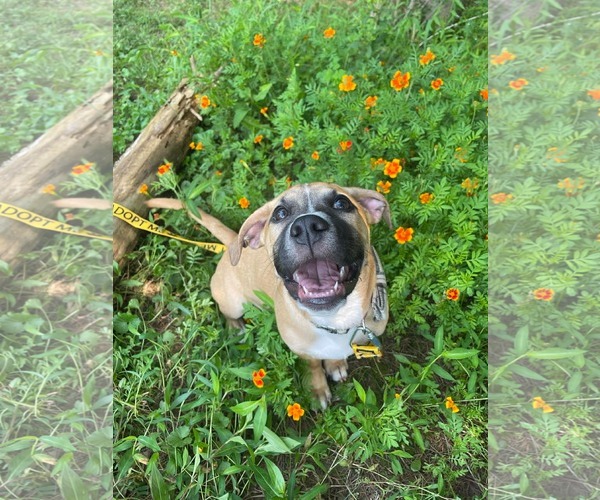Medium Photo #3 Mutt Puppy For Sale in Derwood, MD, USA