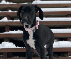 Great Dane Puppy for sale in PITTSBURGH, PA, USA