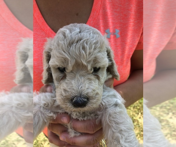 Medium Photo #5 Poodle (Standard) Puppy For Sale in WAYLAND, IA, USA