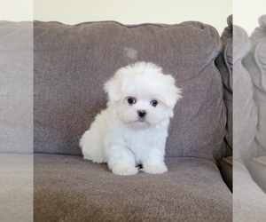Maltese Puppy for Sale in SANTA CLARITA, California USA