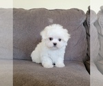 Small Photo #1 Maltese Puppy For Sale in SANTA CLARITA, CA, USA