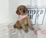 Small #2 Golden Retriever