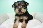 Small Photo #3 Yorkshire Terrier Puppy For Sale in LA MIRADA, CA, USA