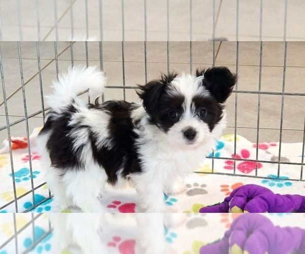 Medium Photo #3 Papitese Puppy For Sale in ORO VALLEY, AZ, USA