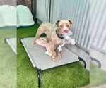 Small #1 American Pit Bull Terrier Mix