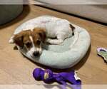 Small #1 Beagle Mix